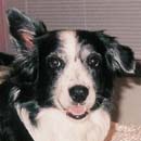 Checkers was adopted in April, 2005